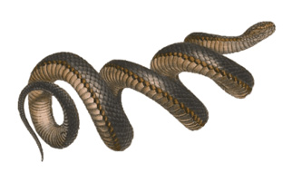 snake Chakras Kundalini